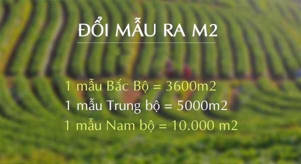 1 mẫu bằng bao nhiêu sào