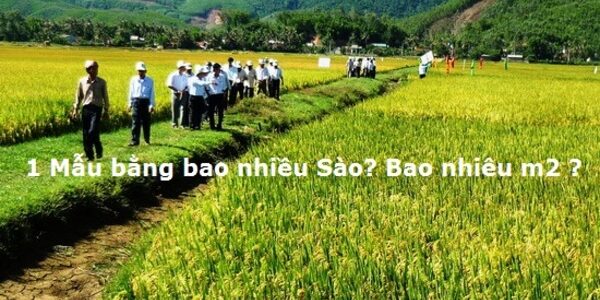 Mẫu là gì? 1 mẫu bằng bao nhiêu sào?